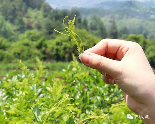 湘西 莓茶 是什么植物制成的 南方广泛分布,却在湘西被制成茶